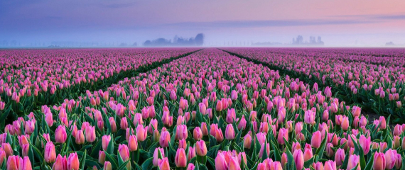 Прямые поставки цветов из Голландии